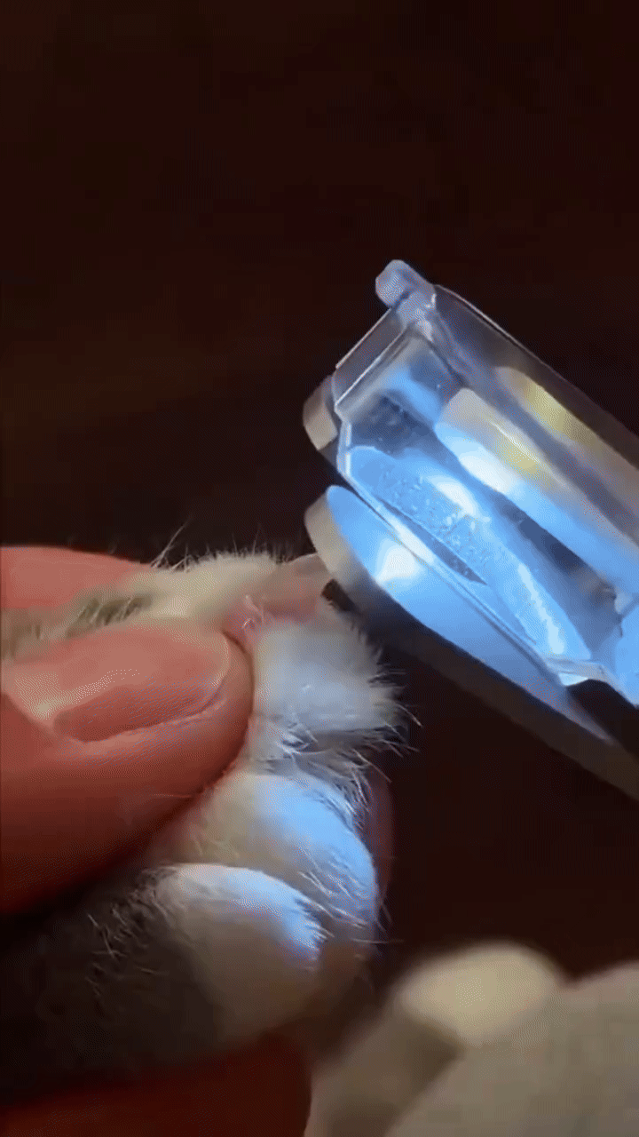 TryggTass™ | LED-Klosax för Säker Klippning